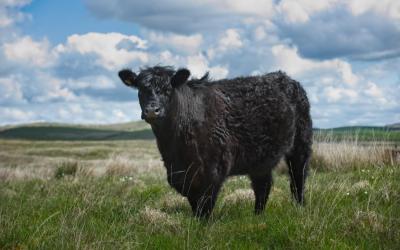 Galloway Cattle